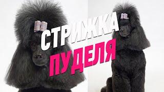 СТРИЖКА ПУДЕЛЯ / ГРУМИНГ ПУДЕЛЯ / Эпизод МАСТЕР-КЛАССА / GROOM SCHOOL