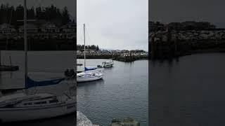 Kingfisher / Dock BC
