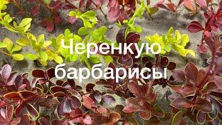 РУКА НЕ ПОДНИМАЕТСЯ ВЫБРОСИТЬ. СНОВА ЧЕРЕНКУЮ. Барбарисы. ️Показываю прошлогодние черенки.