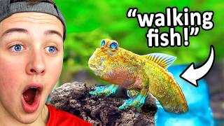 This Fish Can Walk on Land