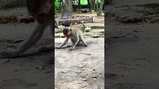 Monkey and nature #nature #life #shorts #monkeys #animals #bae3 #icy