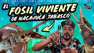 Sobre la Carretera comimos EL FOSIL VIVIENTE de Nacajuca, TABASCO