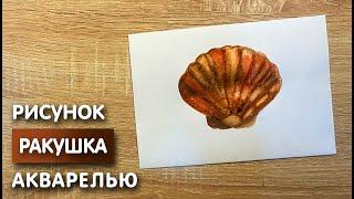 Как нарисовать ракушку карандашом и акварелью начинающим | Рисунок для детей