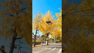 A row of ginkgo trees in Tenri City, Nara Prefecture, transforms into a stunning golden yellow #fall