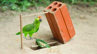 Easy Parrot Trap Using Old Brick | Drop Down Parrot Trap in Hole