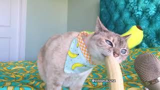 ASMR - CAT EATS BANANA