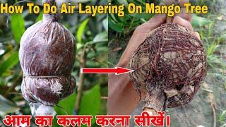 Mango Tree Air Layering || All Information || By Cocopeat.