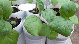 SUPER STRONG Eggplant seedlings! FIRST FEED. When and how to feed seedlings