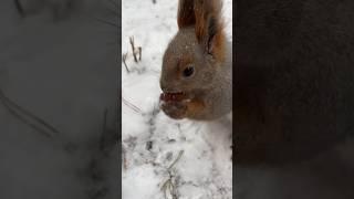 Не моргающие глазки️#белка #squirrel #белки #белочка #бельчонок #кормимбелок #смешныеживотные#лес