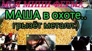 #Моя_міні_ферма #Машка в охоті #Кролики без прививок. #Кури, качки та інша живність. Моя мини ферма