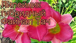 Лилейник гибридный Файнал Тач (hemerocallis)  обзор: как сажать, рассада лилейника Файнал Тач