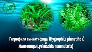 Гигрофила пиннатифида Hygrophila pinnatifida и Монетница Lysimachia nummularia