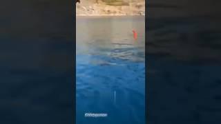 WOW ANIMALS #love  ►Džanum #teya dora #emotional #trending #shorts