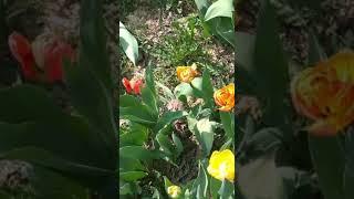 первые тюльпаны в Леоновском парке