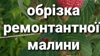 Як та коли обрізати ремонтантну малину? Секрети гарного врожаю малини