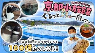 行く前に見て！京都水族館が100倍楽しくなるオオサンショウウオ 水族館ツアー （KYOTO AQUARIUM）