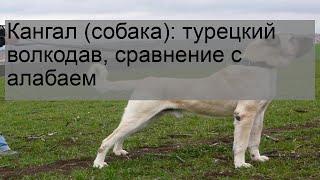 Кангал (собака): турецкий волкодав, сравнение с алабаем