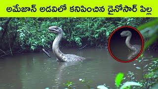 Most dangerous animals of Amazon rainforest | strange facts about Amazon rainforest | BMC Facts