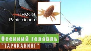 Осенний голавль. "Тараканинг" [TIEMCO Panic cicada]