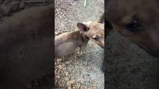 Good luck stray dog.#shortsfeed