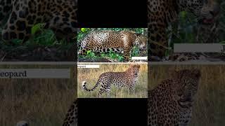 Leopard vs Jaguar ( Difference)