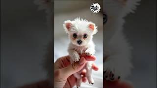 Mini Maltese on a Finger?! Fluffy and Adorable!  #Minitoi