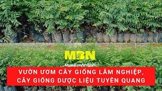 Vườn ươm cây giống lâm nghiệp, cây giống dược liệu Tuyên Quang | MuaBanNhanh