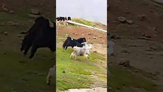 BABY Animals /Flock #goat #cute#velog #shorts #youtubeshorts #mojganlifestyle