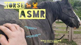 Hairy hand - HORSE ASMR 