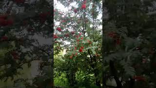 #стихи #стих #поэзия  #природа #озвучка #лето #рябина #стихотворение