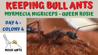 Keeping bull ants - Myrmecia nigriceps - Queen Rosie - Day 4 of Colony Week