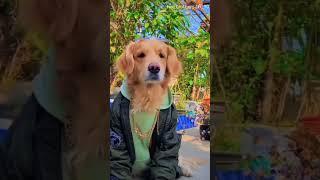 Dog swag #dog attitude #shorts #swag
