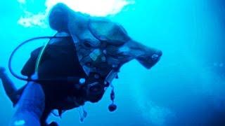 Pacific Halloween Scuba Diving Catalina Island