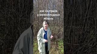 Как называются плоды рябины