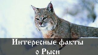 Интересные факты о Рыси