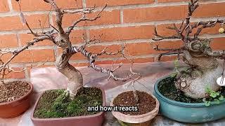 Trasplante de BONSAI sin hinchar yemas  BONSAI transplant without swelling buds #bonsaiaficionado