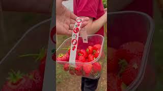 Strawberry picking in Oxford rectory farm shop PYO #pickyourown #strawberry #farm