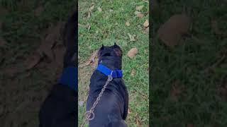 #pitbull #vs #street #dog #fight  #trending #dogtype 