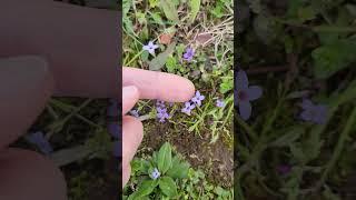 Tiny bluets, Houstonia pusulla, short form.