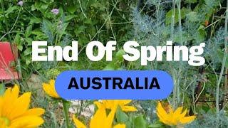 Growing Food In Late Spring • Australian Garden • Veggies And Flowers