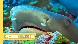 Oasis oceánicos, puntos de encuentro misteriosos de la vida | Episodio Completo