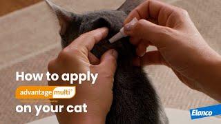 How to Apply Advantage Multi® on Your Cat