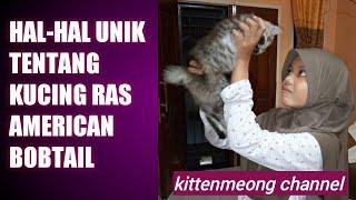 Hal-hal unik yang tidak kita ketahui tentang kucing Ras American Bobtail