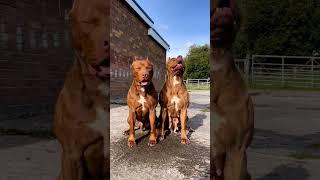 PITBULL DOG PAIR | PITBULL SATUS #shorts #pitbull #dog