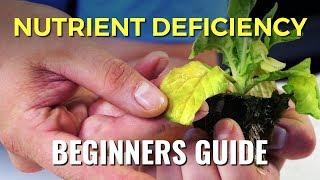 A Beginners Guide: Nutrient Deficiency