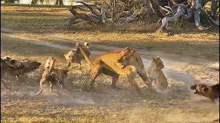 Lioness Takes a Beating by Wild Dogs to Save Her Cub