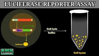 Luciferase Reporter Assay | Reporter Gene Assay |