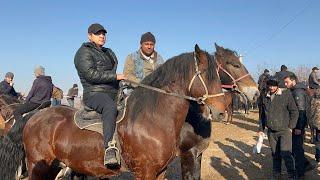 Shahidon ot bozori bugungi narhlar bilan tarnishing 26.11.2024yil