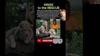 How Lions Saved A Life In Ethiopia ️ | A Real-Life Miracle!