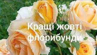 Кращі жовті флорибунди:Женев'єв Орсі,Ханзештадт Росток,Алі Дорате!️️